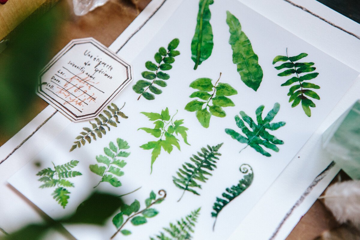 Ferns Transfer Sticker