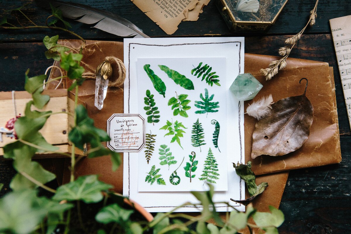 Ferns Transfer Sticker